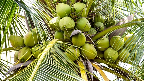coconut