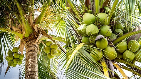 Coconut