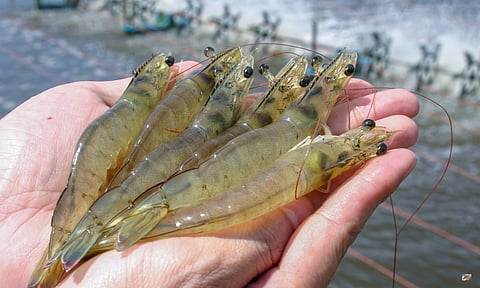 കേരളത്തിന്റെ ചെമ്മീന് കപ്പലുകള് ഇനി യൂറോപ്പിലേക്കും റഷ്യയിലേക്കും!, കയറ്റുമതി മേഖലയ്ക്ക് പുത്തന് ഉണര്വ്