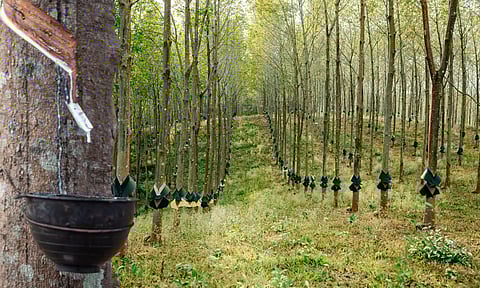 റബറിന് വീണ്ടും നല്ലകാലം! ഡിമാന്ഡ് കുത്തനെ ഉയരുന്നു; ഉത്പാദനം ഇടിഞ്ഞ് തായ്ലന്ഡും ഇന്തോനേഷ്യയും