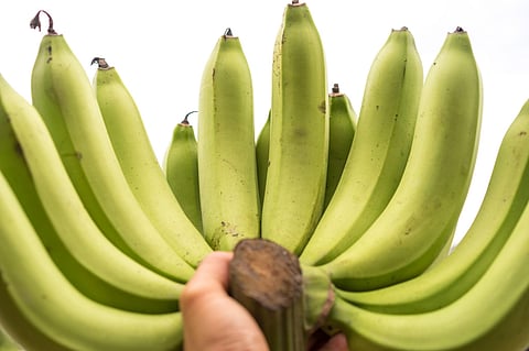 വാഴക്ക് ഫംഗസ് ഭീഷണി, ലോകമെങ്ങും കർഷകർ പ്രതിസന്ധിയിൽ; റോബസ്റ്റയുടെ വില കൂടുന്നതിനു പിന്നിലും ഈ ഫംഗസുണ്ട്...