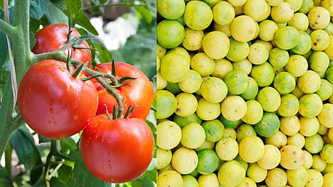 lemon, tomato