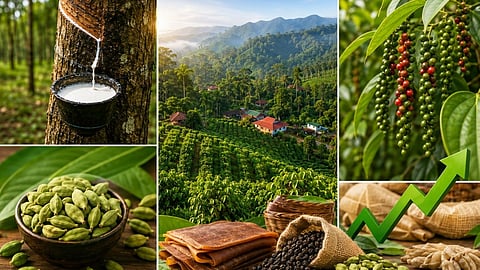 റബര് മുതല് ഏലം വരെ... നാണ്യവിളകള്ക്ക് 'പൊന്നുവില', കര്ഷകര്ക്ക് മുഖപ്രസാദം, തൊഴിലാളികള്ക്കും നേട്ടം, ഗ്രാമീണ സമ്പദ്വ്യവസ്ഥയില് ഉണര്വ്
