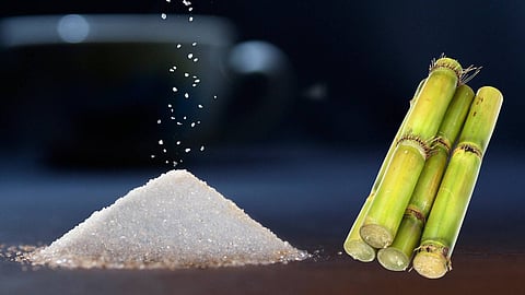 sugar and sugar cane