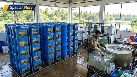 crab farming