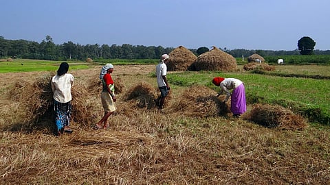 paddy farm, india