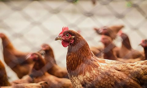 കോഴിയിറച്ചി ഉത്പാദനത്തിന് 7 പദ്ധതികളുമായി സര്ക്കാര്