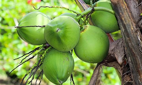 സർക്കാർ പച്ചതേങ്ങ യുടെ സംഭരണം തുടങ്ങി