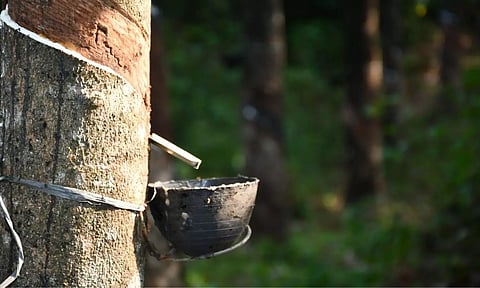 പ്രകൃതിദത്ത റബ്ബര് ഇറക്കുമതി ഒഴിവാക്കണമെന്ന് കര്ഷകരും വ്യാപാരികളും