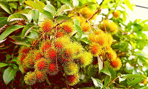 നിപ്പ: പഴം വിപണിക്ക് തിരിച്ചടിയാകുന്നു