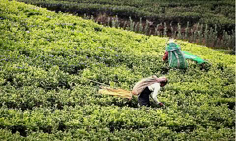തേയില വിപണി സമ്മര്ദത്തില്; അസമില് തേയില ഉല്പ്പാദനത്തില് ഇടിവ്