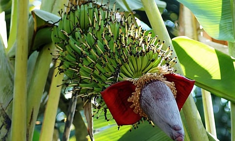വിദേശത്ത് താരങ്ങളാകാൻ കേരളത്തിന്റെ പഴവും പച്ചക്കറികളും