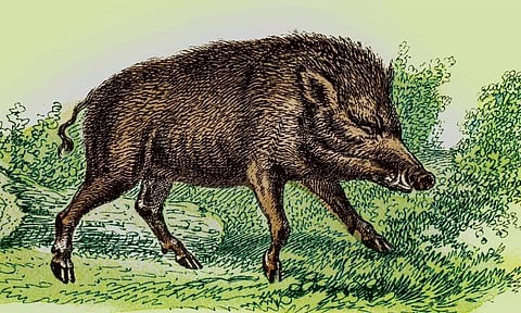 വന്യജീവി ശല്യം: കാര്ഷിക മേഖല തകര്ച്ചയില്; തൊഴില് നഷ്ടവും