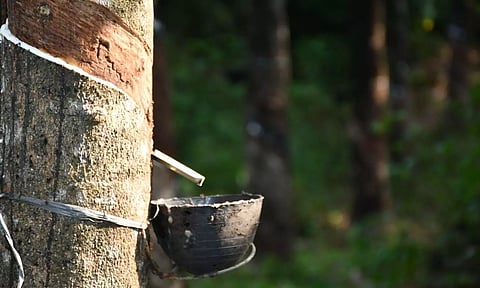 റബ്ബറിന്റെ ലഭ്യതക്കുറവും ചൈന ഡിമാന്ഡും വിപണിക്ക് ശക്തി പകരും