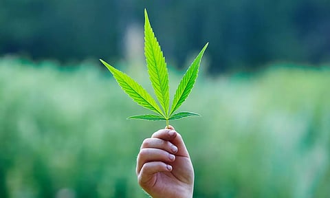 കഞ്ചാവ് ഉപയോഗം നിയമപരമാക്കിയ ആദ്യ ഏഷ്യന് രാജ്യം, നട്ടുവളര്ത്താന് 10 ലക്ഷം തൈകള് വിതരണം ചെയ്ത് തായ്ലന്ഡ്