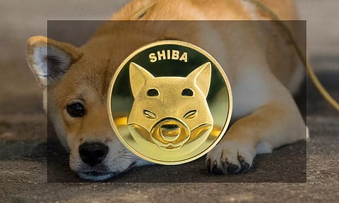 shiba coin