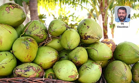 ഉയര്ന്ന ലാഭം നേടാം നാച്ചുറല് ടെന്ഡര് കോക്കനട്ട് വാട്ടറിലൂടെ