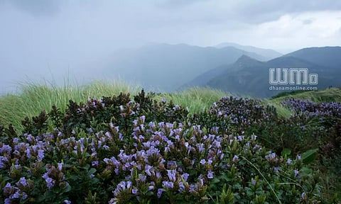 Pic Credits: Sebinster 