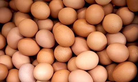 മലേഷ്യക്കാര്ക്ക് ഓംലെറ്റ് അടിക്കാന് ഇന്ത്യന് മുട്ട എത്തണം, ഉല്പ്പാദന ശേഷി വര്ധിപ്പിച്ച് ഹാച്ചറികള്