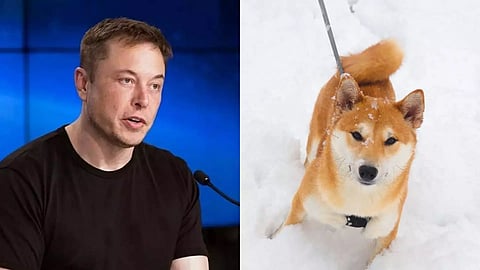 image:@dhanamfile/canva