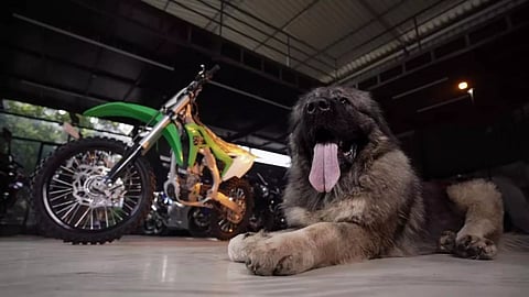 Image:satish cadaboms