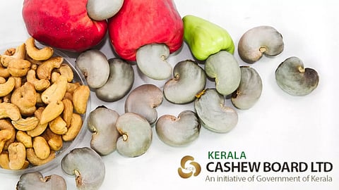 Image courtesy: Kerala Cashew Board/canva