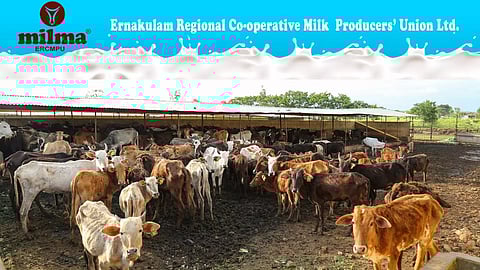 Image courtesy: milma/canva