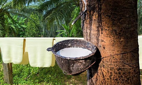 Rubber tree and sheets