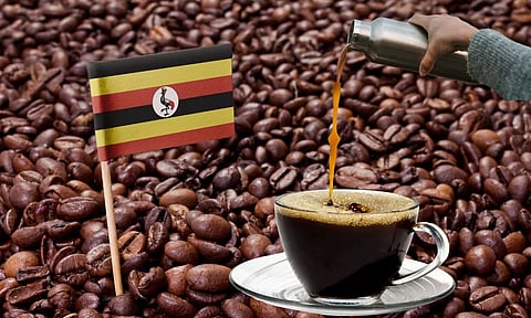Ugandan Coffee