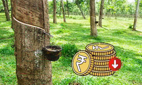 Rubber tree, rupee down