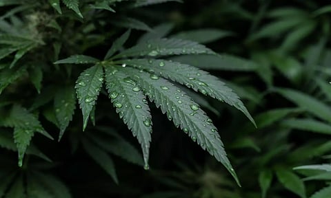 Image courtesy: canva