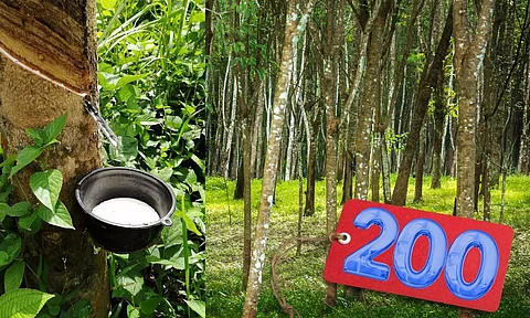 rubber price kerala