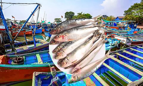 ട്രോളിംഗ് നിരോധനം ഇന്ന് തീരും, കേരള തീരത്ത് മത്തി ചാകരയെന്ന് പ്രവചനം: മത്സ്യവില ഇനിയും കുറയും