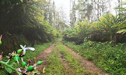 ശമ്പള കുടിശിക 6 കോടി രൂപ, ഇടുക്കിയില് 430 ഏക്കര് ഏലത്തോട്ടം 'ജപ്തി' ചെയ്ത് തൊഴിലാളികള്