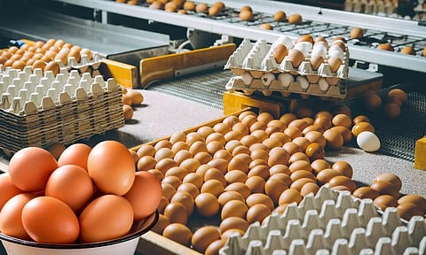 കയറ്റുമതി കൂടി, ഉത്പാദനം കുറഞ്ഞു, കേരളത്തില് മുട്ട വിലയില് വര്ധന