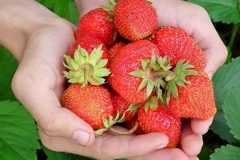 കൃഷിയിടത്തിലേക്ക് സംരംഭകരെ നയിച്ച് കോവിഡ്: നേട്ടമുണ്ടാക്കാന് വഴികളുണ്ട്