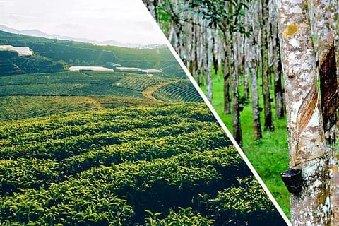 തകരുന്ന തോട്ടം മേഖലയെ എങ്ങനെ രക്ഷിക്കാം?