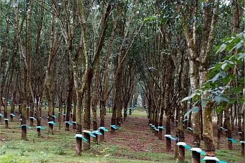റബ്ബര് ഇറക്കുമതിക്ക് 2 വര്ഷം മൊറട്ടോറിയം വേണമെന്ന് ഉപാസി