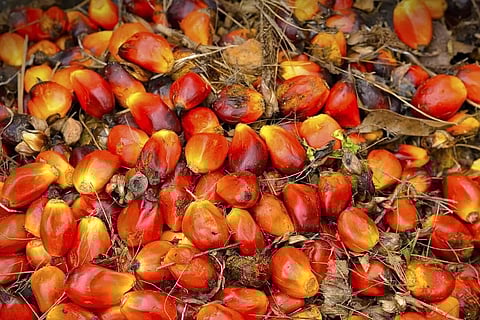 palm oil seeds