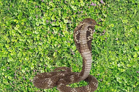 സര്പ്പ വിഷ ചികിത്സയില് പുതു ചരിത്രമാകുന്ന കണ്ടുപിടുത്തം കൊച്ചിയിലെ സ്ഥാപനത്തില്