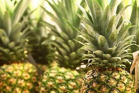 വീര്യം കുറഞ്ഞ മദ്യവും വീഞ്ഞും നിര്മ്മിക്കാന് വിദഗ്ധ പിന്തുണ തേടി 'പൈനാപ്പിള് ഹബ്'