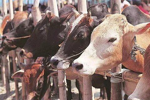 ആര്.സി.ഇ.പിക്കെതിരെ അമുല്: 'ക്ഷീര മേഖലയെ തകര്ക്കരുത്'