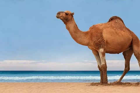 സിമന്റ് ഫാക്ടറികളില് ഇനി ഒട്ടകച്ചാണകവും ഇന്ധനം