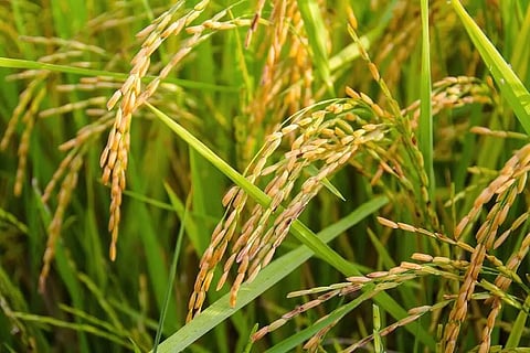 രണ്ടാം കുട്ടനാട് പാക്കേജ് പ്രഖ്യാപിച്ചു