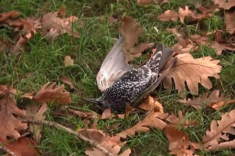 നെതർലൻഡ്സിൽ പക്ഷികൾ കൂട്ടത്തോടെ ചത്തൊടുങ്ങുന്നു; 5ജി പരീക്ഷണമാണോ കാരണം?