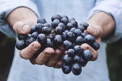 ചൈനയ്ക്ക് മുന്തിരിയോട് പ്രിയം, നേട്ടമാക്കാൻ ഇന്ത്യ