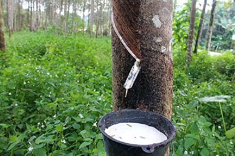 റബര് വില: കുതിക്കാന് പത്ത് വര്ഷം