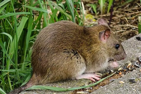 എലിപ്പനി എങ്ങനെ പ്രതിരോധിക്കാം?