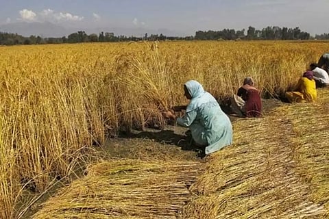 മൺസൂൺ വൈകിയാൽ സമ്പദ് വ്യവസ്ഥ തളരുമോ?