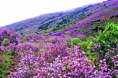 ടൂറിസം പദ്ധതികൾ വെള്ളത്തിലാക്കി പ്രളയം; പ്ലാന്റേഷൻ മേഖലയ്ക്ക് കനത്ത നഷ്ടം